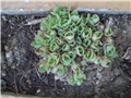 sedum